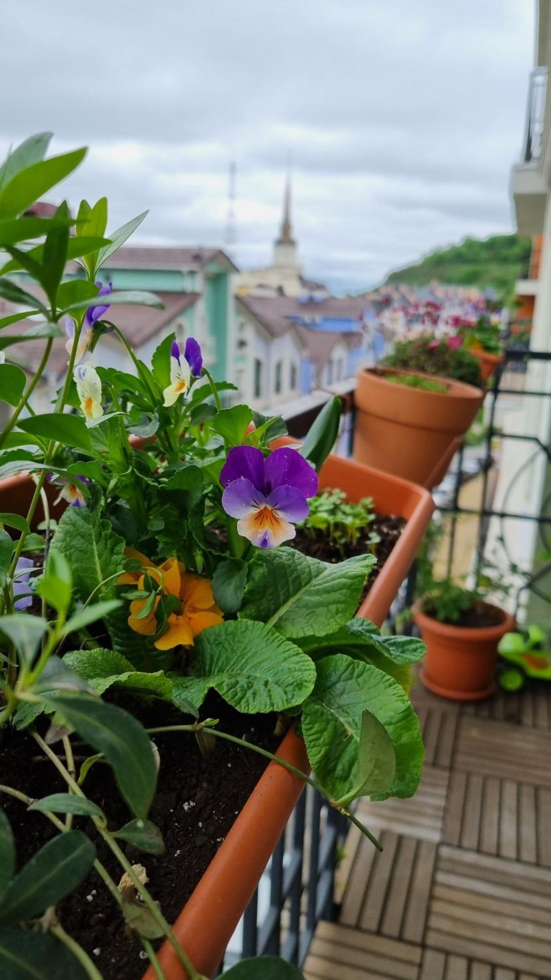Apartment Jungle