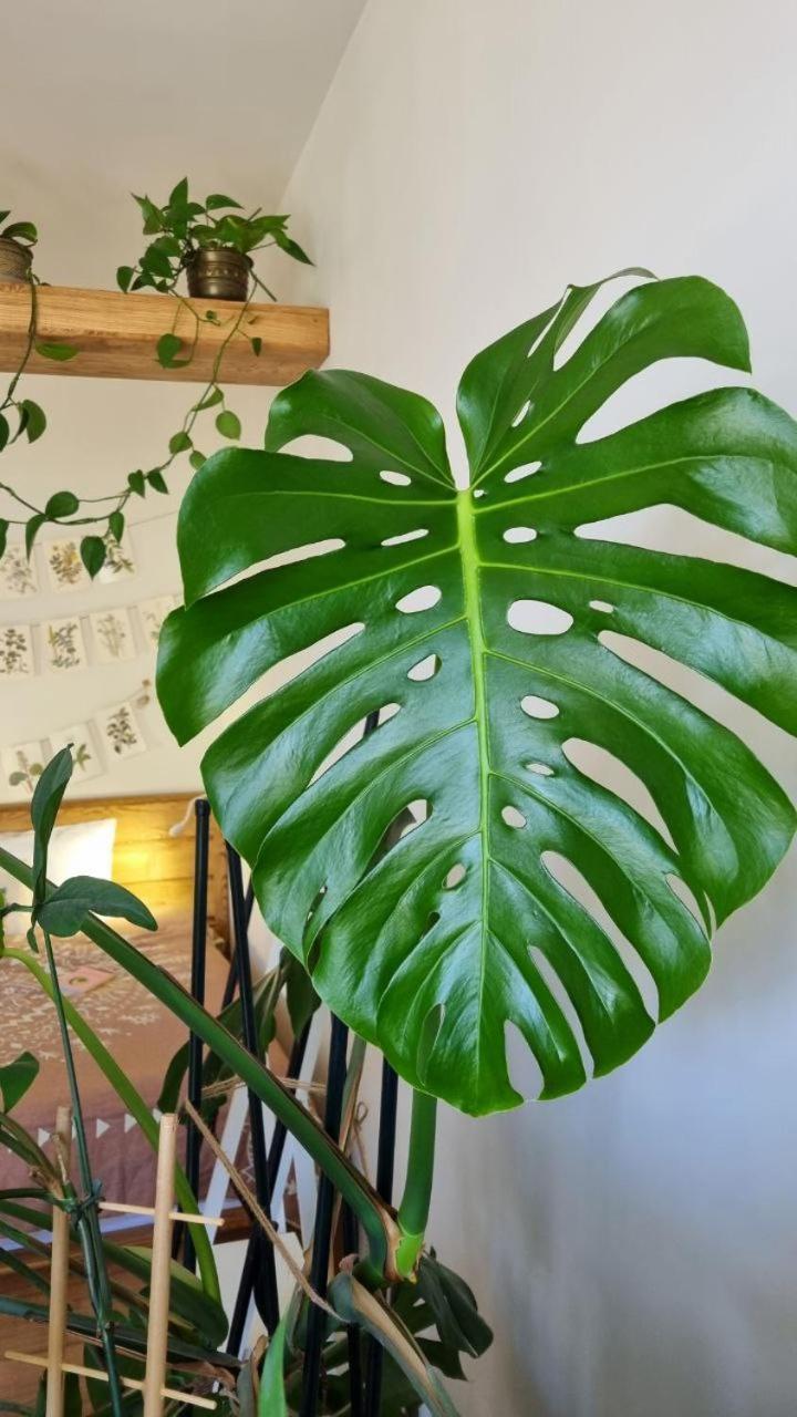 Jungle Apartment *